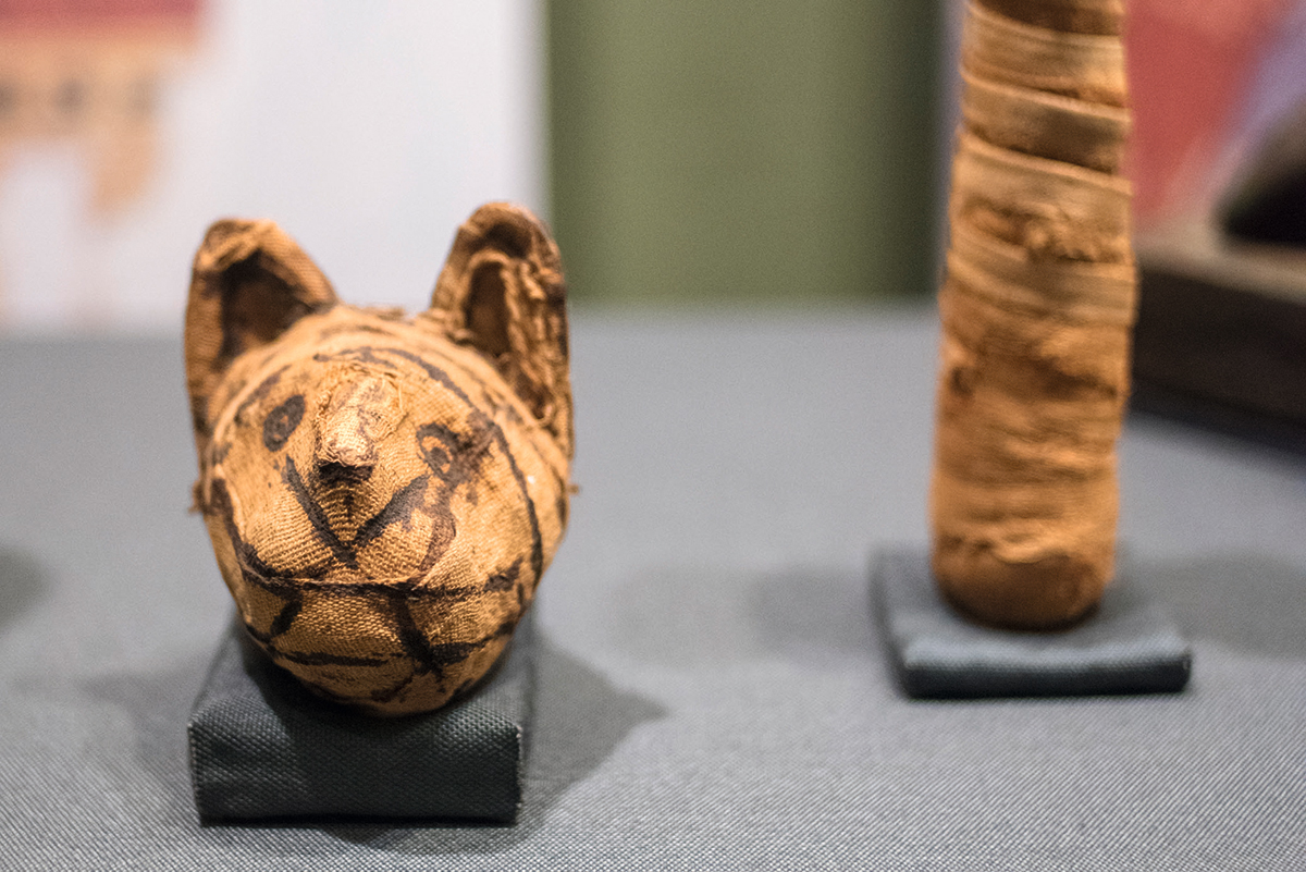 埃及法老時代的木乃伊，亦是國立歷史自然博物館一部分展品，包括木乃貓。