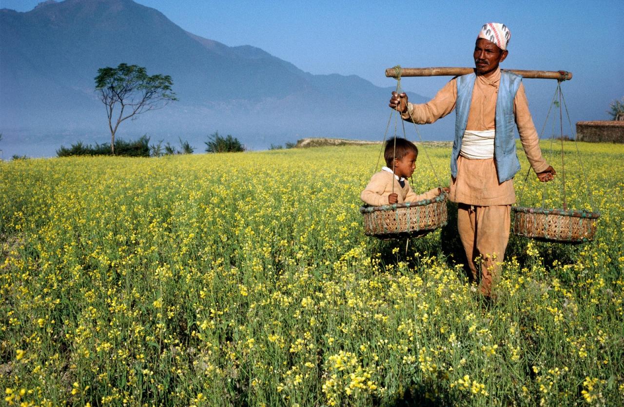 「一帶一路」覆蓋多個國家，物產豐富。圖為尼泊爾農夫。