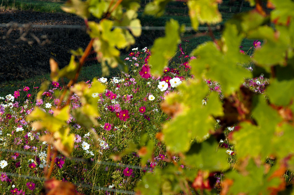 若能維持生物多樣性，也代表葡萄園的環境平衡健康。