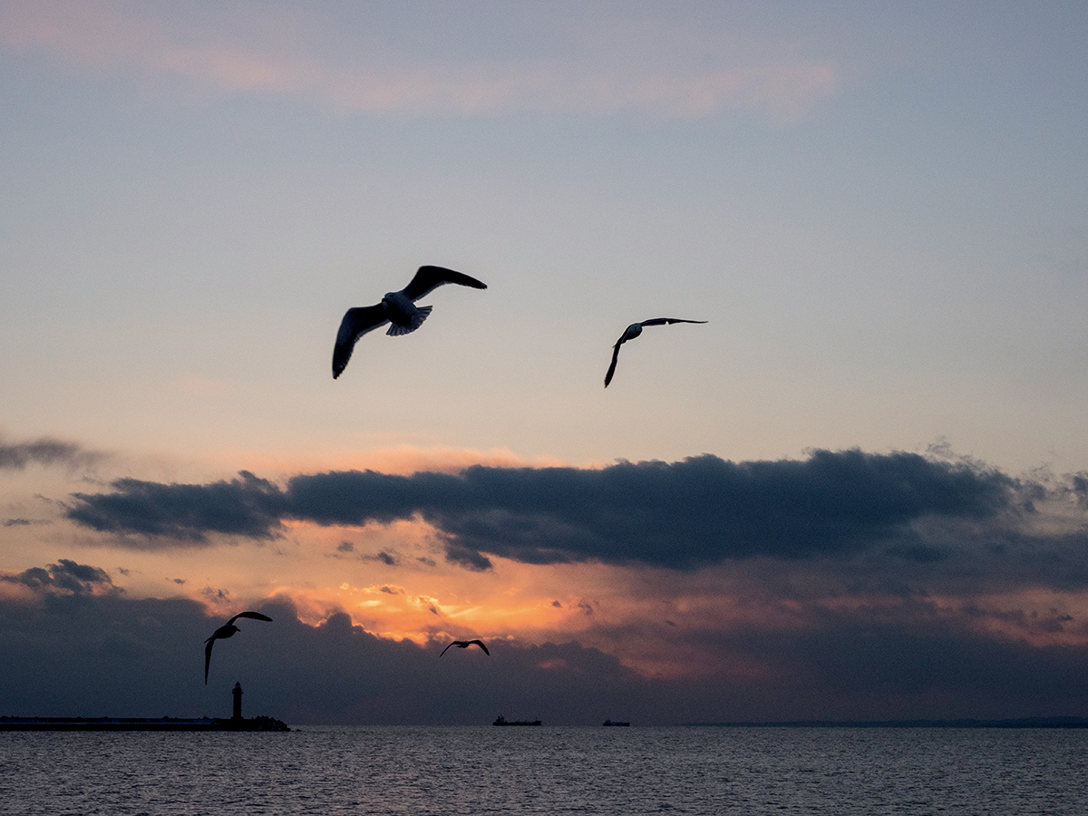 坐上Sea Crane遊覽船，可到內海看夕陽景色。