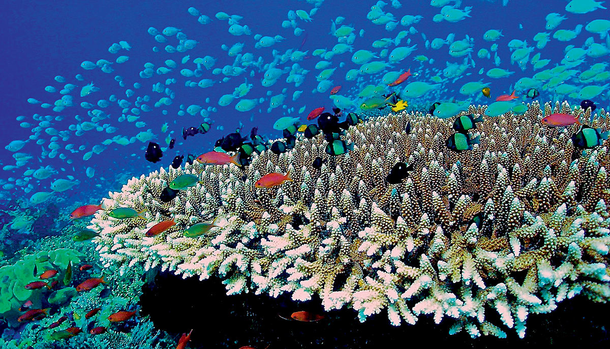 去馬爾代夫，自然要享受一下潛水的樂趣。