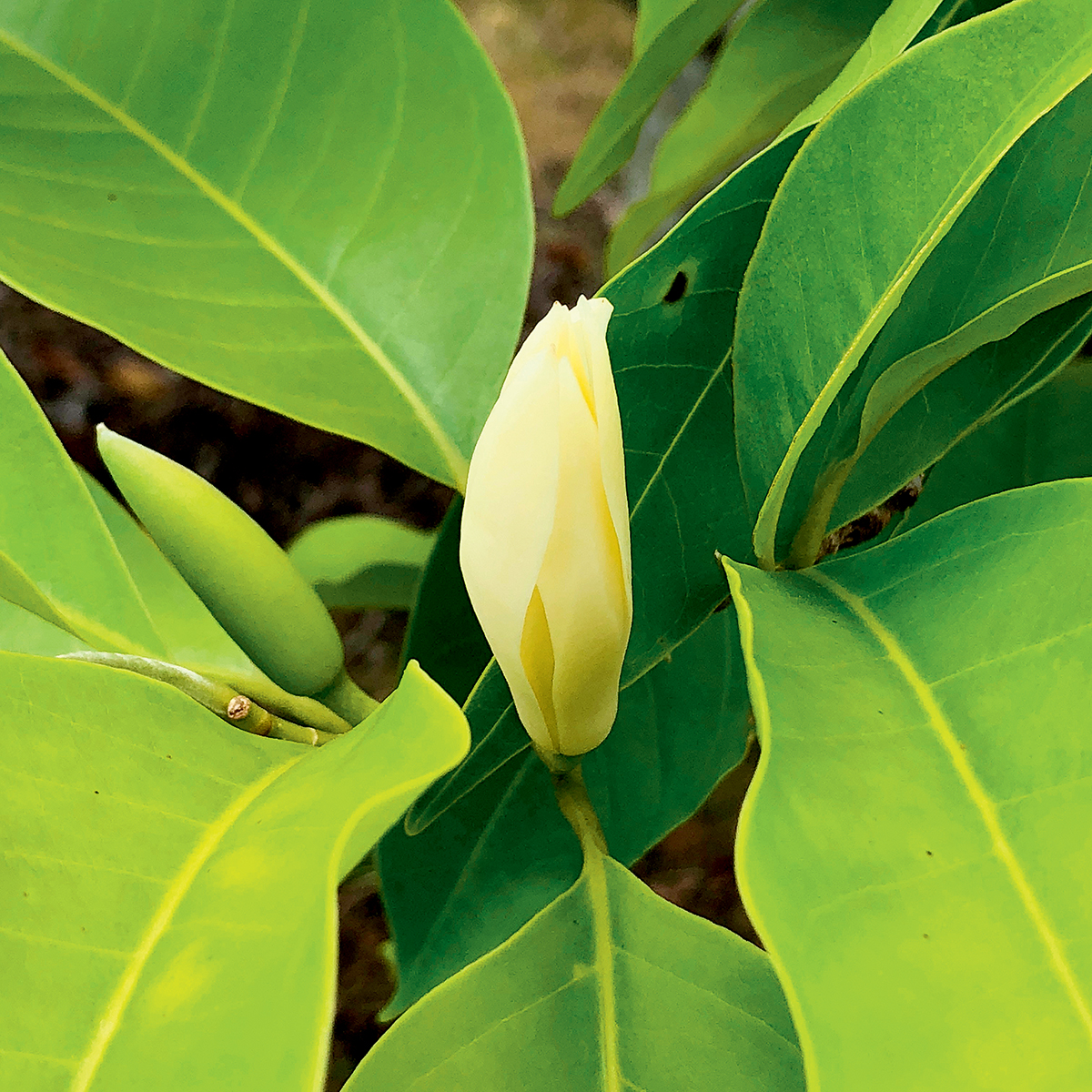 「白蘭樹下」的最主要材料是白蘭花，而白蘭花亦是最能代表香港的花卉之一。