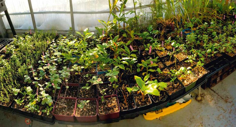本港有機種植獲政府認同,惟銷售渠道有待拓寬。 本港有機種植獲政府認同,惟銷售渠道有待拓寬。