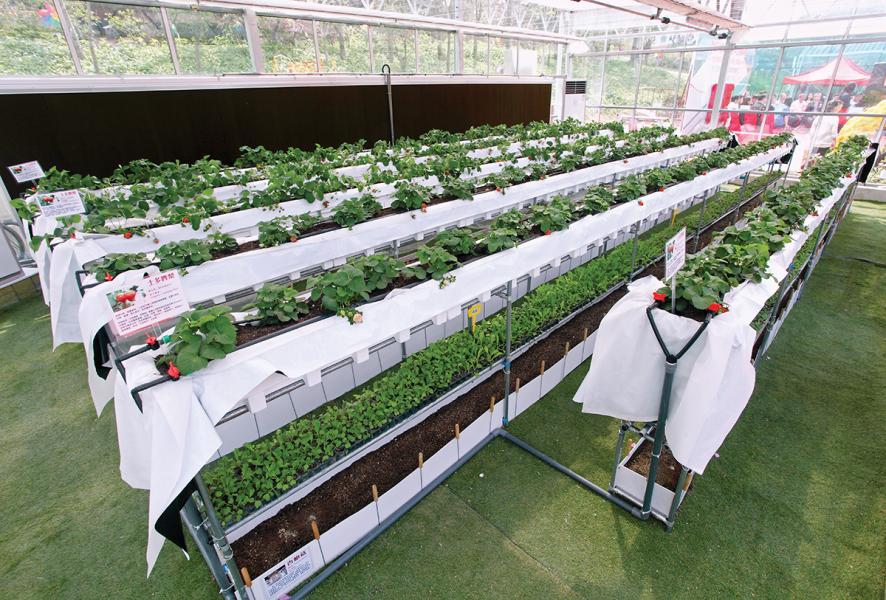 環保溫室內設置有多層式種植棚,上層種植水果、下層種菇菌類,善用空間。 環保溫室內設置有多層式種植棚,上層種植水果、下層種菇菌類,善用空間。
