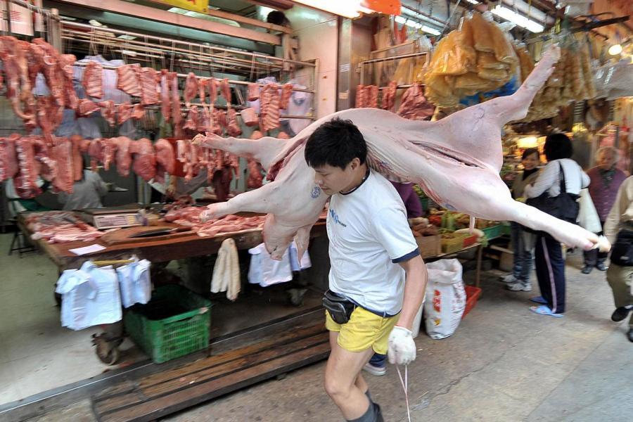本港養豬場已於一月十二日起禁止使用廚餘作為飼料。 本港養豬場已於一月十二日起禁止使用廚餘作為飼料。