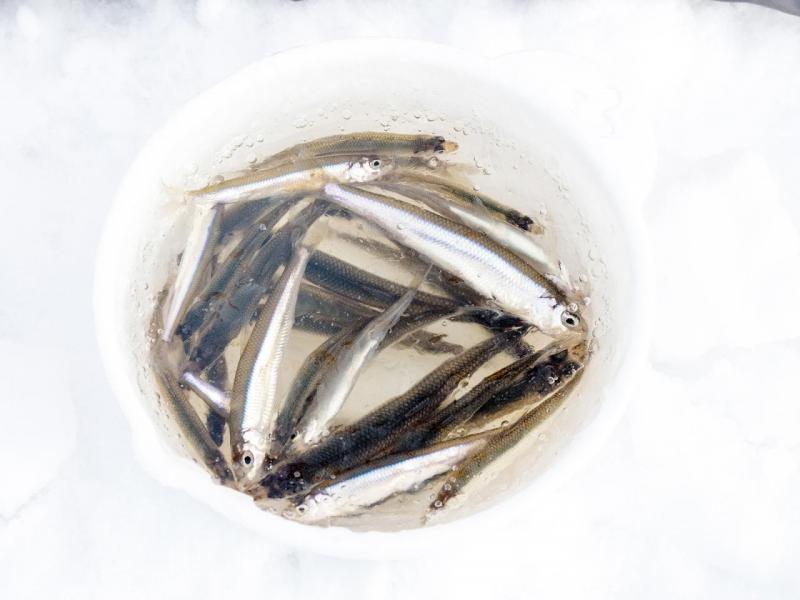 短短半小時冰湖釣魚已有不錯收獲。 短短半小時冰湖釣魚已有不錯收獲。