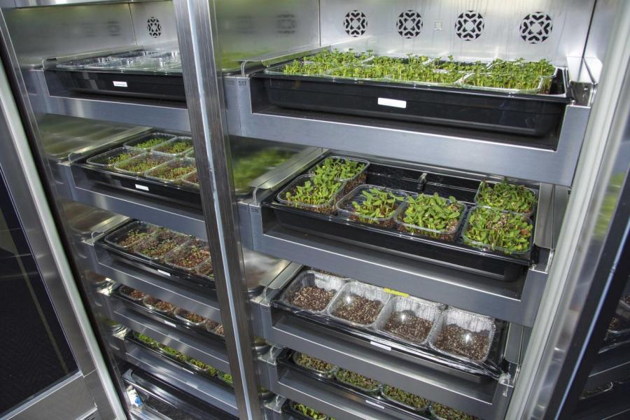 餐廳內設置紫外燈櫃,種植多款微菜苗,作入饌之用,並由專人在英國監察櫃內微菜苗的生長狀况。 餐廳內設置紫外燈櫃,種植多款微菜苗,作入饌之用,並由專人在英國監察櫃內微菜苗的生長狀况。