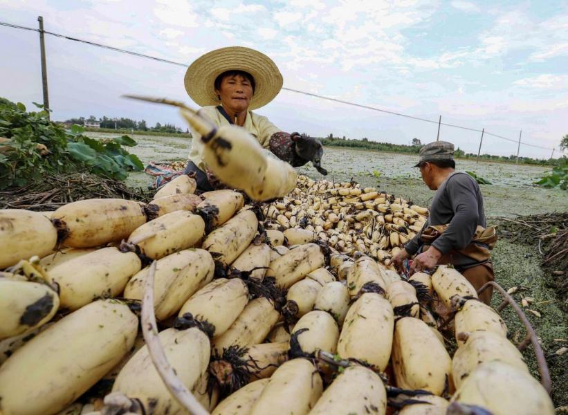 至二○五○年全球人口將攀升至九十億,人們對糧食的需求量預計將較現在增加一點一倍。 至二○五○年全球人口將攀升至九十億,人們對糧食的需求量預計將較現在增加一點一倍。
